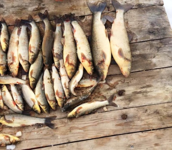 Çankırı, Ilgaz, Çörekçiler Köyü Kış Manzaraları 2017 Çankırı, Ilgaz, Çörekçiler Köyü Kış Manzaraları 2017