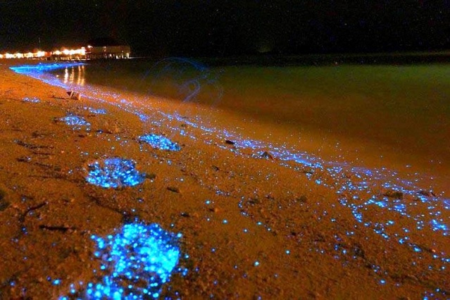 Dünyanın en güzel doğal gösterisi, Bu olay maldiv adaları sahillerinde oluşuyor. sıcaklık çok yüksek, gece çok karanlık, Göründüğü gibi, yıldızların ışıkları suya yansıyarak suda oluşan mavi bir parıltı, ışık resitali.