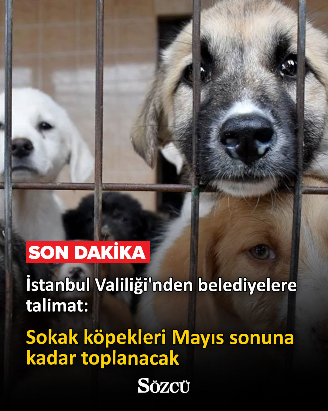 İstanbul Valiliği’nden 39 İlçeye Sokak Köpeği Talimatı Mayıs Sonuna Kadar Süre Verildi! (2)