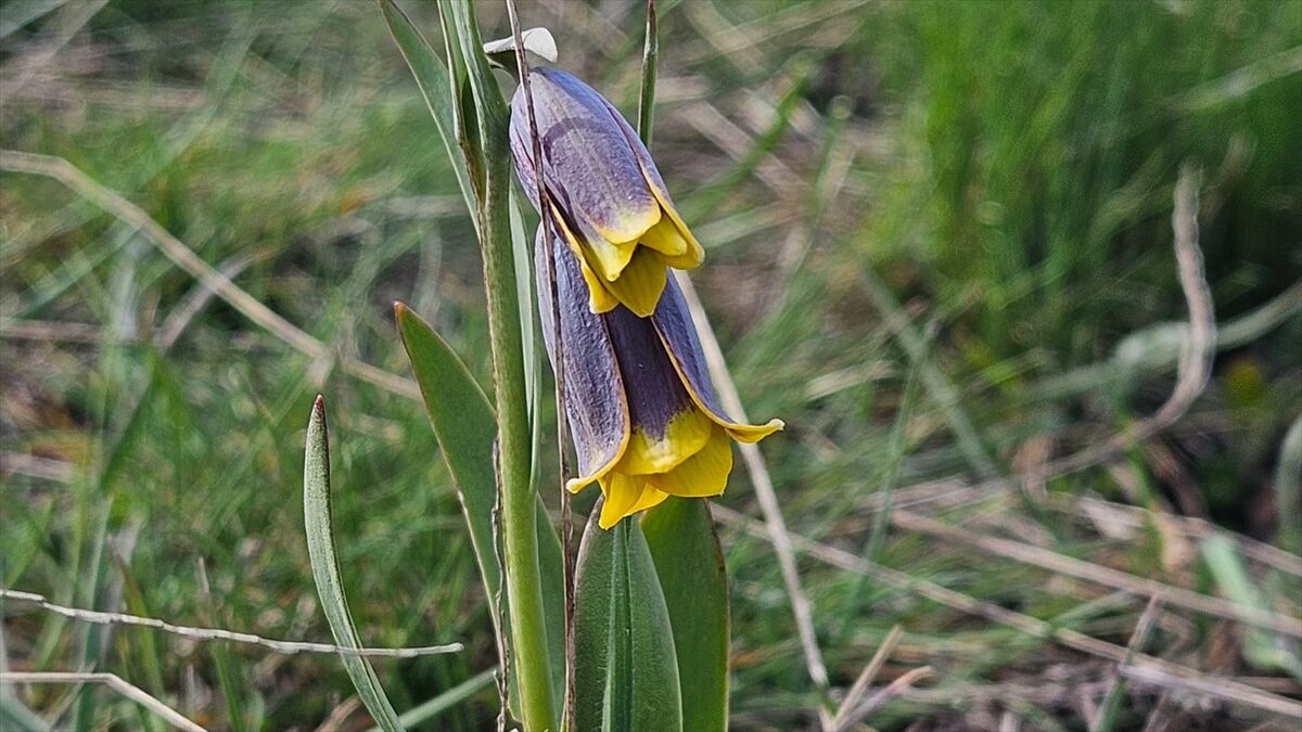 'Mahcup Lale' Çiçek Açtı