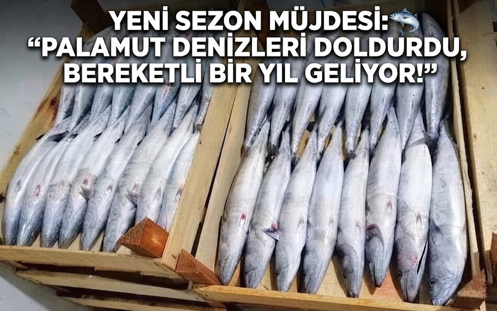 Yeni̇ Sezon Müjdesi̇ Palamut Deni̇zleri̇ Doldurdu, Bereketli̇ Bi̇r Yil Geli̇yor!