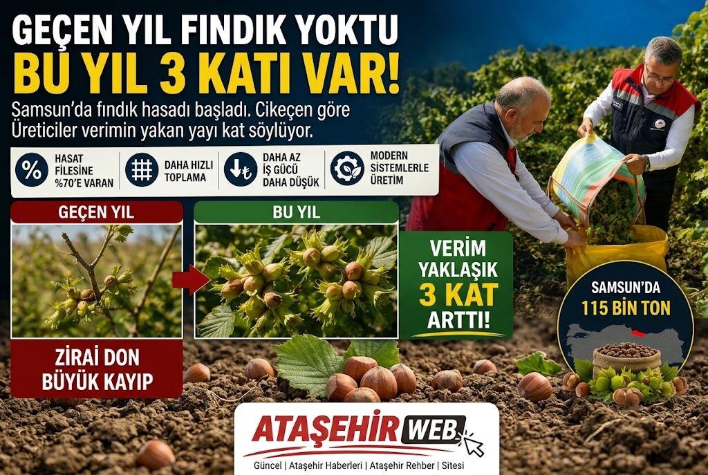Samsun’da Fındık Bereketi Don Vuran Bahçelerde Verim 3 Katına Çıktı!