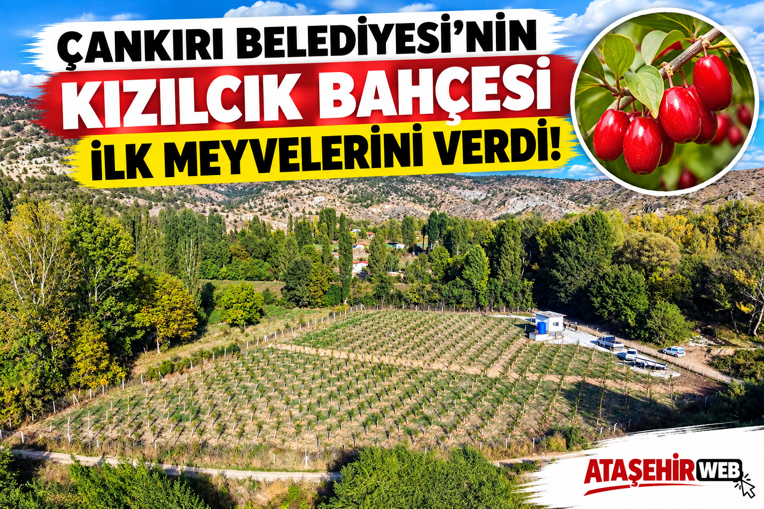 Çankırı Kızılcık Bahçesi İlk Meyvelerini Verdi
