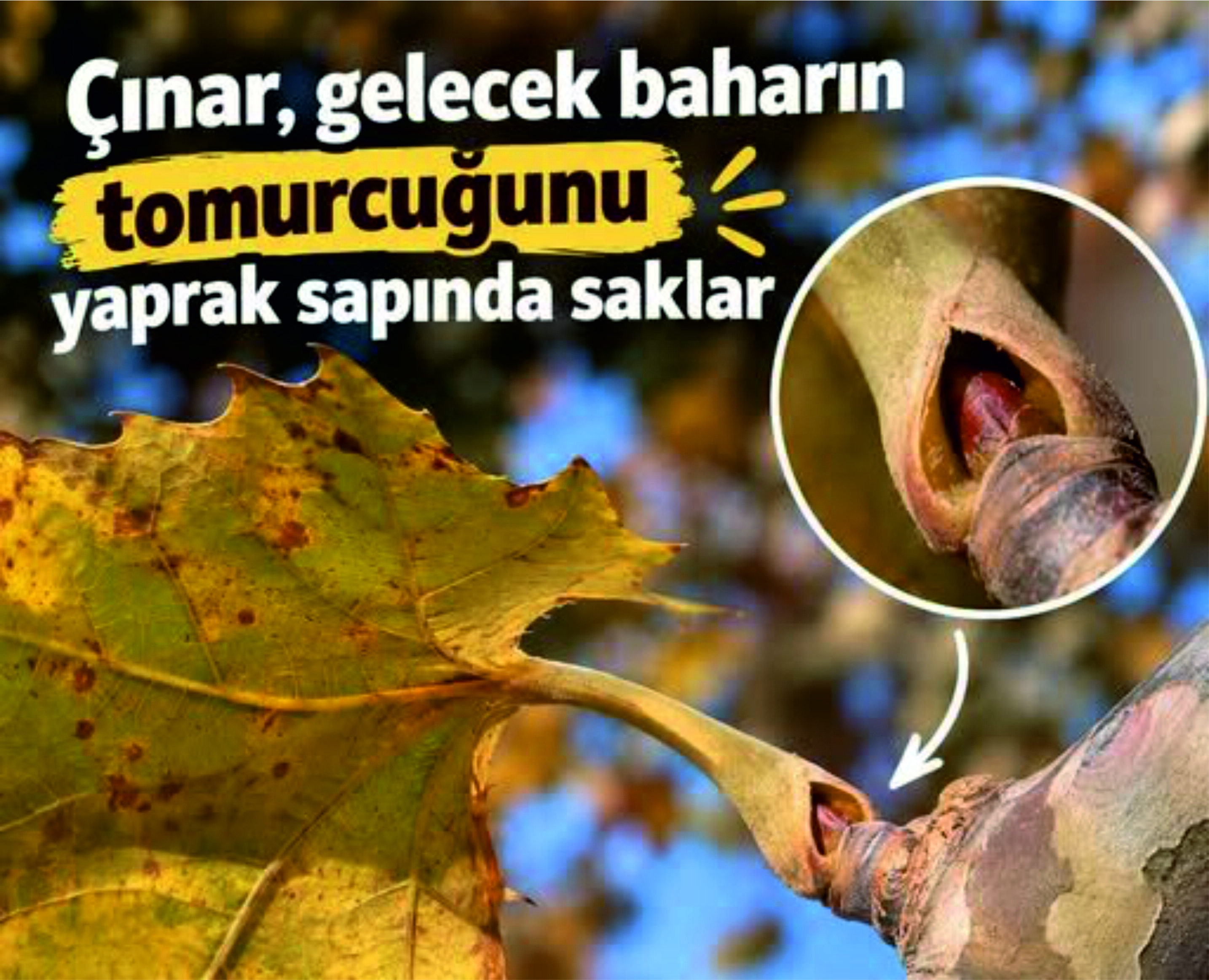 Çınarın Yaprak Altındaki Gizli Bahar Hazırlığı (2)