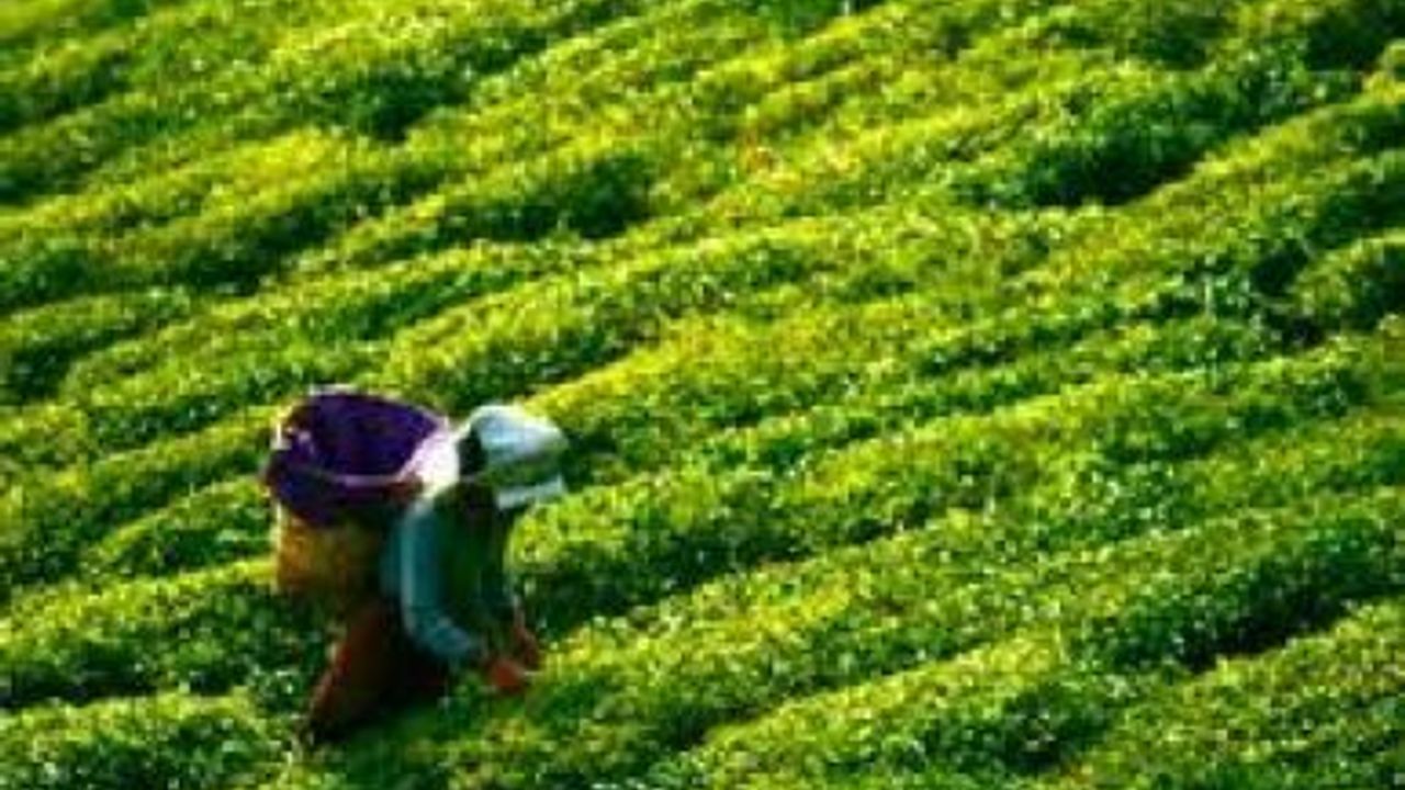 2012 Yaş çay alım fiyatları belli oldu! 1.22 kuruş
