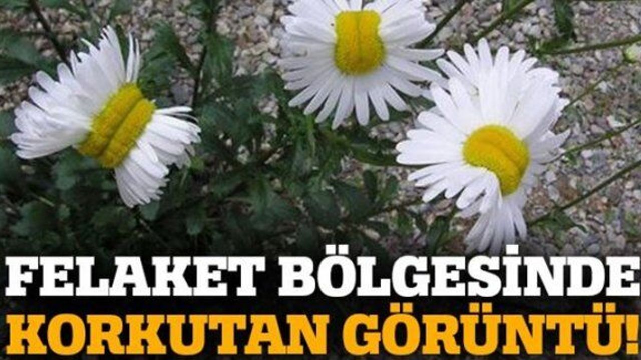 Fukuşima’da Nükleer Sızıntı Bitkileri Etkiliyor