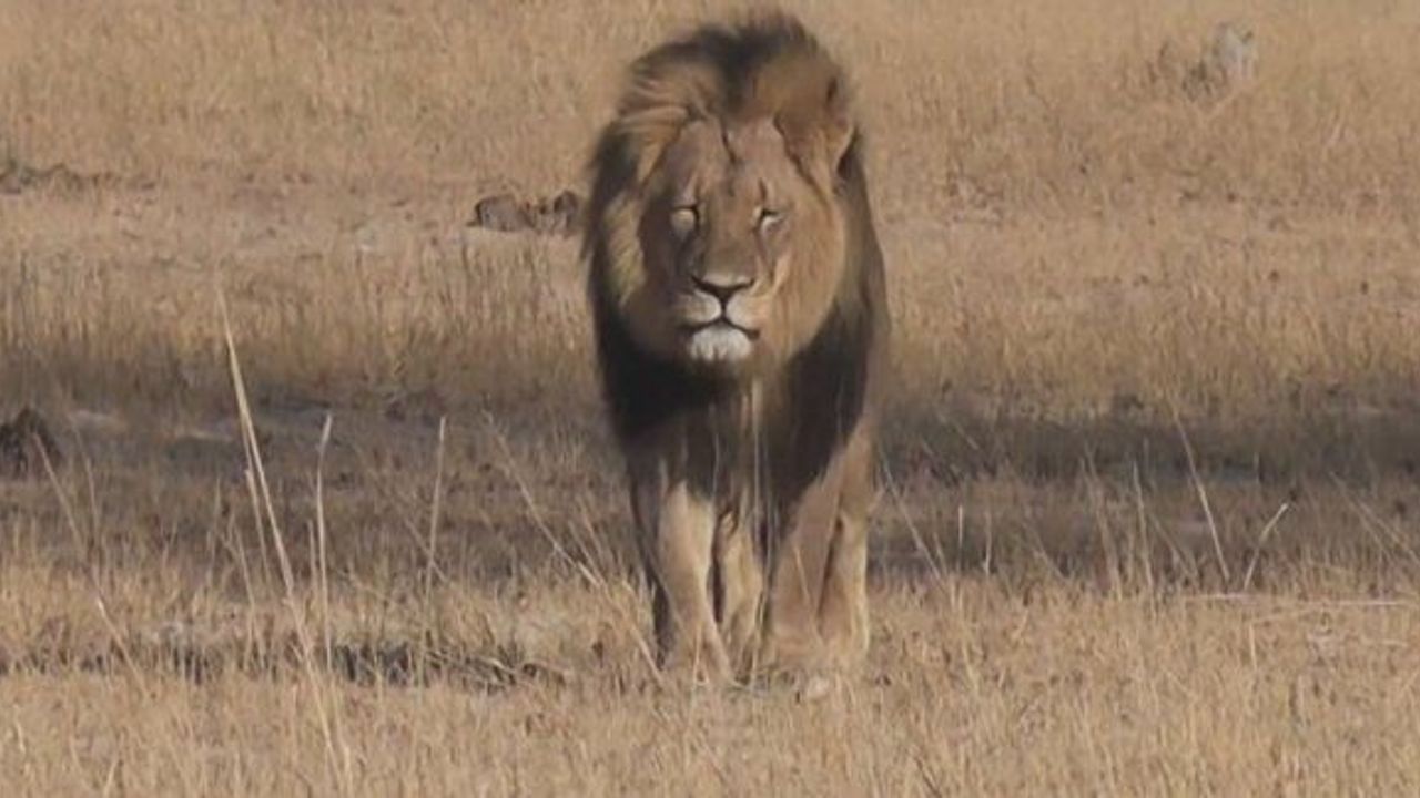 Afrika'nın en ünlü aslanını Cecil öldürüldü.