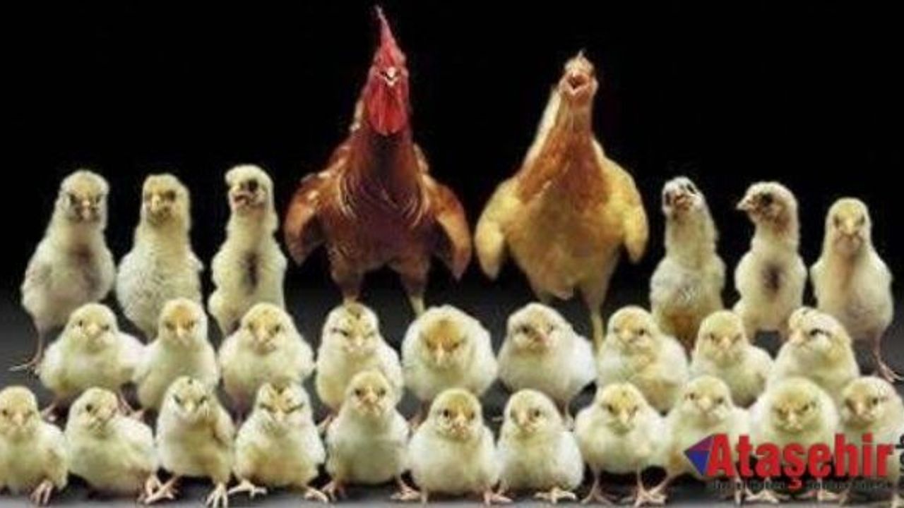 Tavuk yumurtası üretimi 1,3 milyar adet olarak gerçekleşti