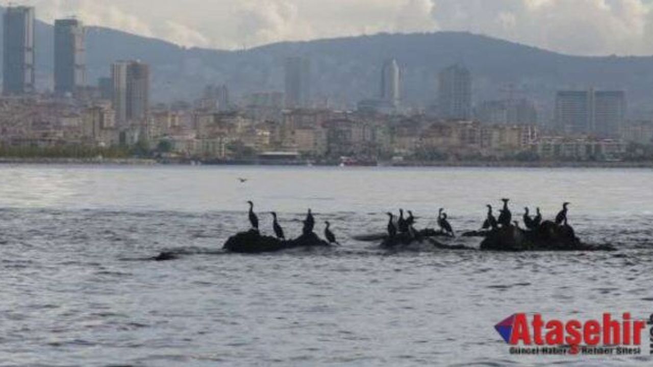 İstanbul’un kayıp adası gün yüzüne çıkartılıyor