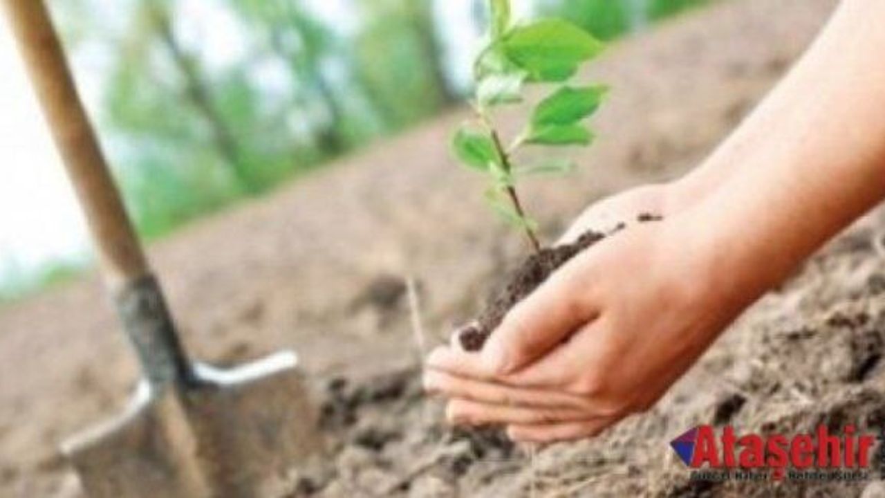 İstanbul’un ortasında bir orman yarattılar