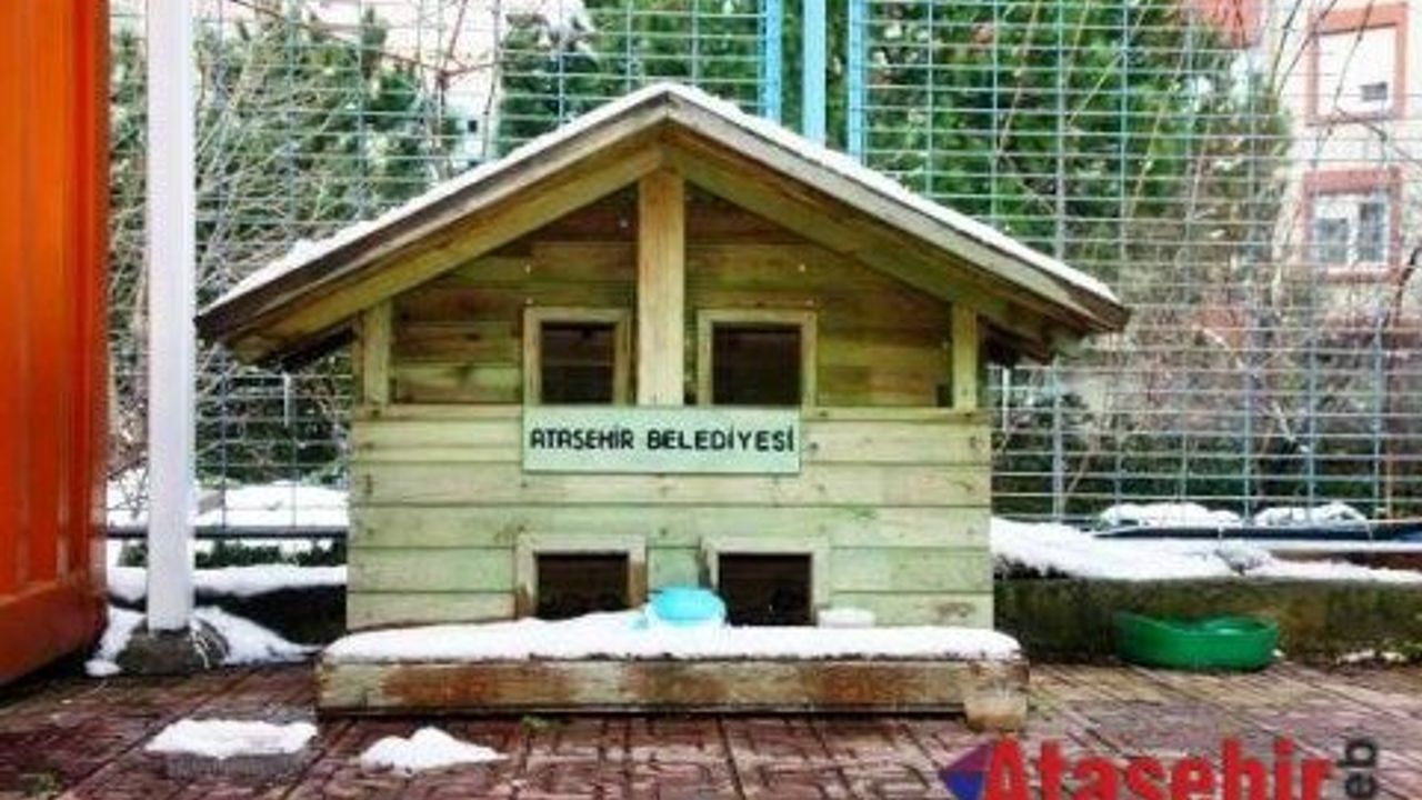 Ataşehir'deki kediler yeni yuvalarına kavuşuyor