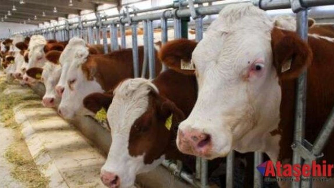 Büyükbaş hayvan sayısı 14,1 milyon adet oldu