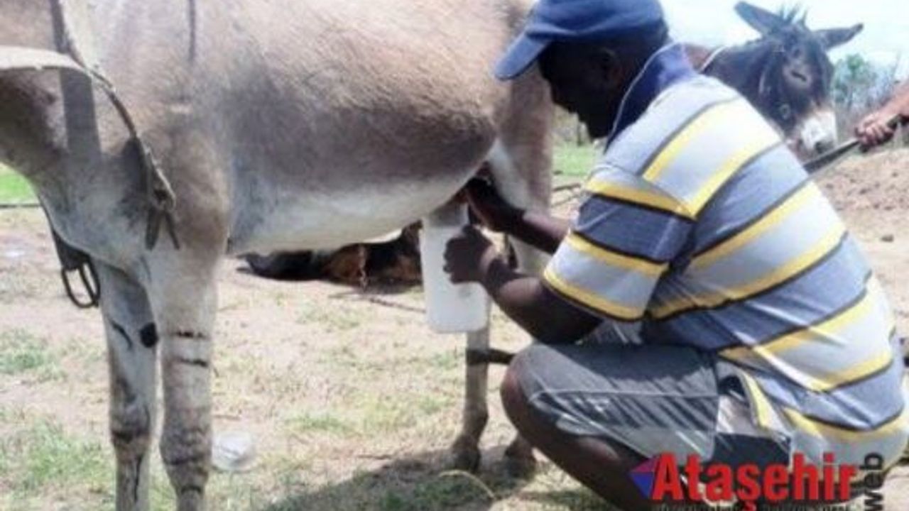 Eşek sütünün faydaları nelerdir, Eşek Sütü neden çok pahalı, Eşek Sütü Nasıl Üretilir