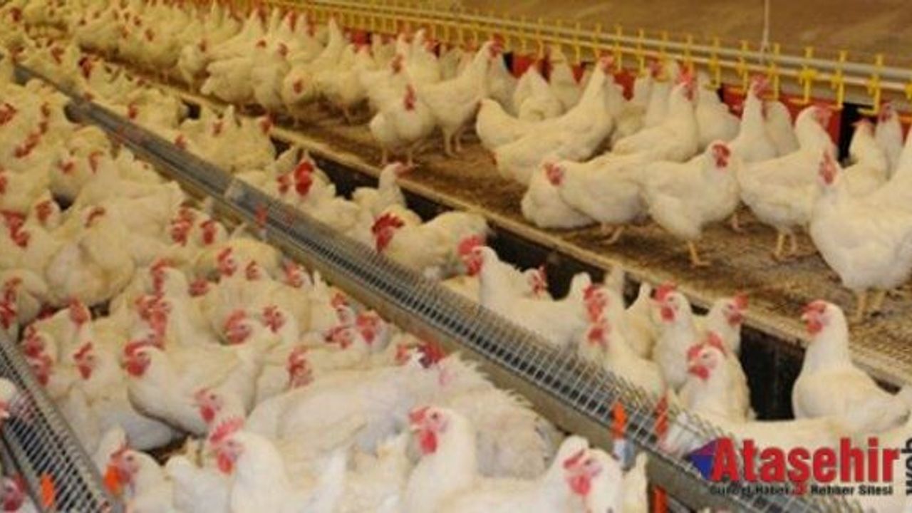 Tavuk yumurtası üretimi 1,5 milyar adet olarak gerçekleşti