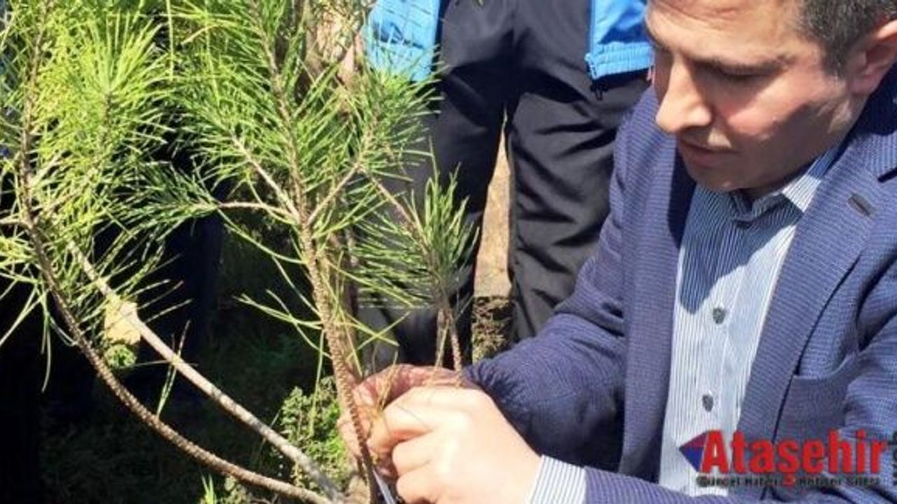Ak Parti Ataşehir teşkilatı ağaç dikme etkinliği düzenledi
