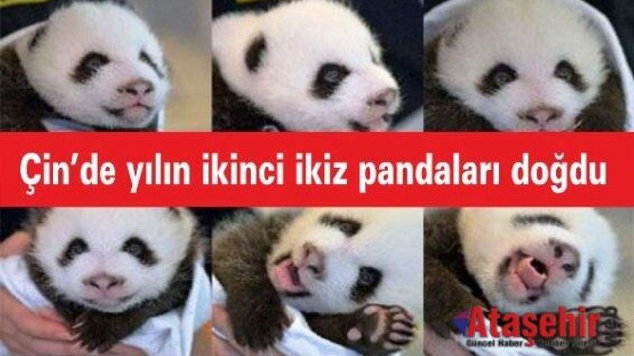 Çin’de yılın ikinci ikiz pandaları doğdu