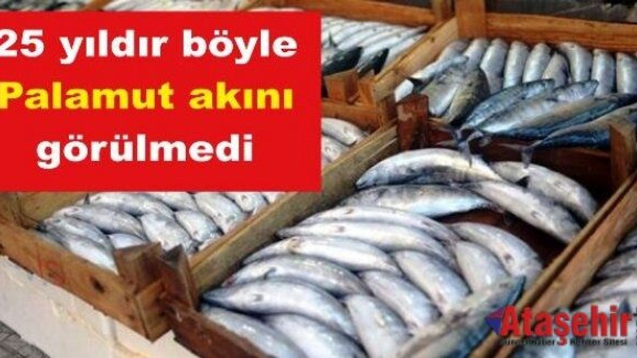 25 yıldır böyle Palamut akını görülmedi