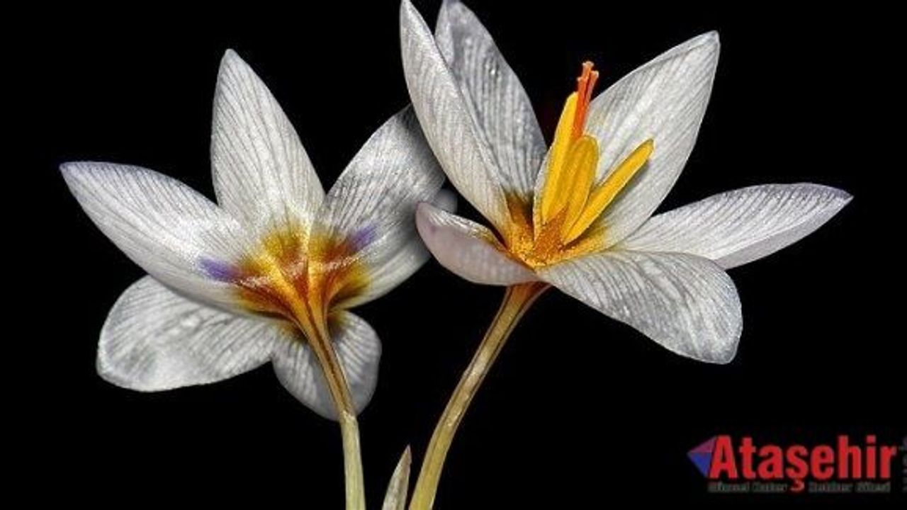 Ender bulunan Ümraniye çiğdemi korunacak