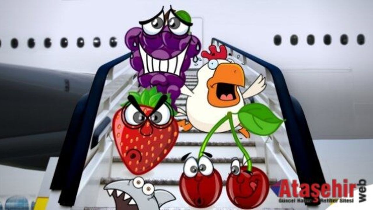 Türk kirazı THY konforuyla seyahat edecek Dünya Türk kirazı yiyecek