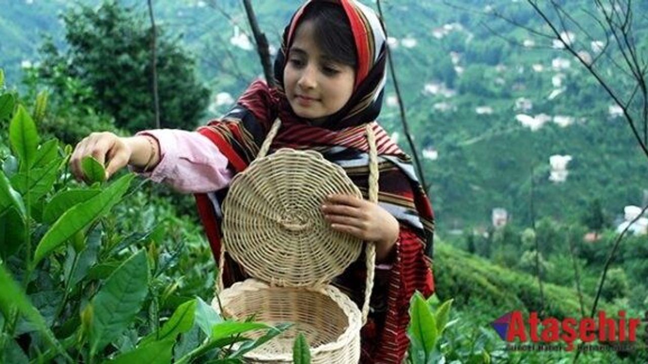 Organik çay üretimine ağırlık verilecek