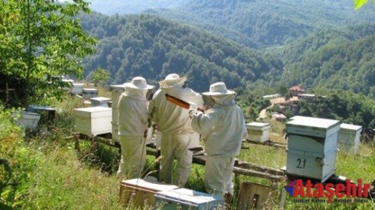 Doğu Karadeniz'den bal ihracatında Suudi Arabistan zirvede