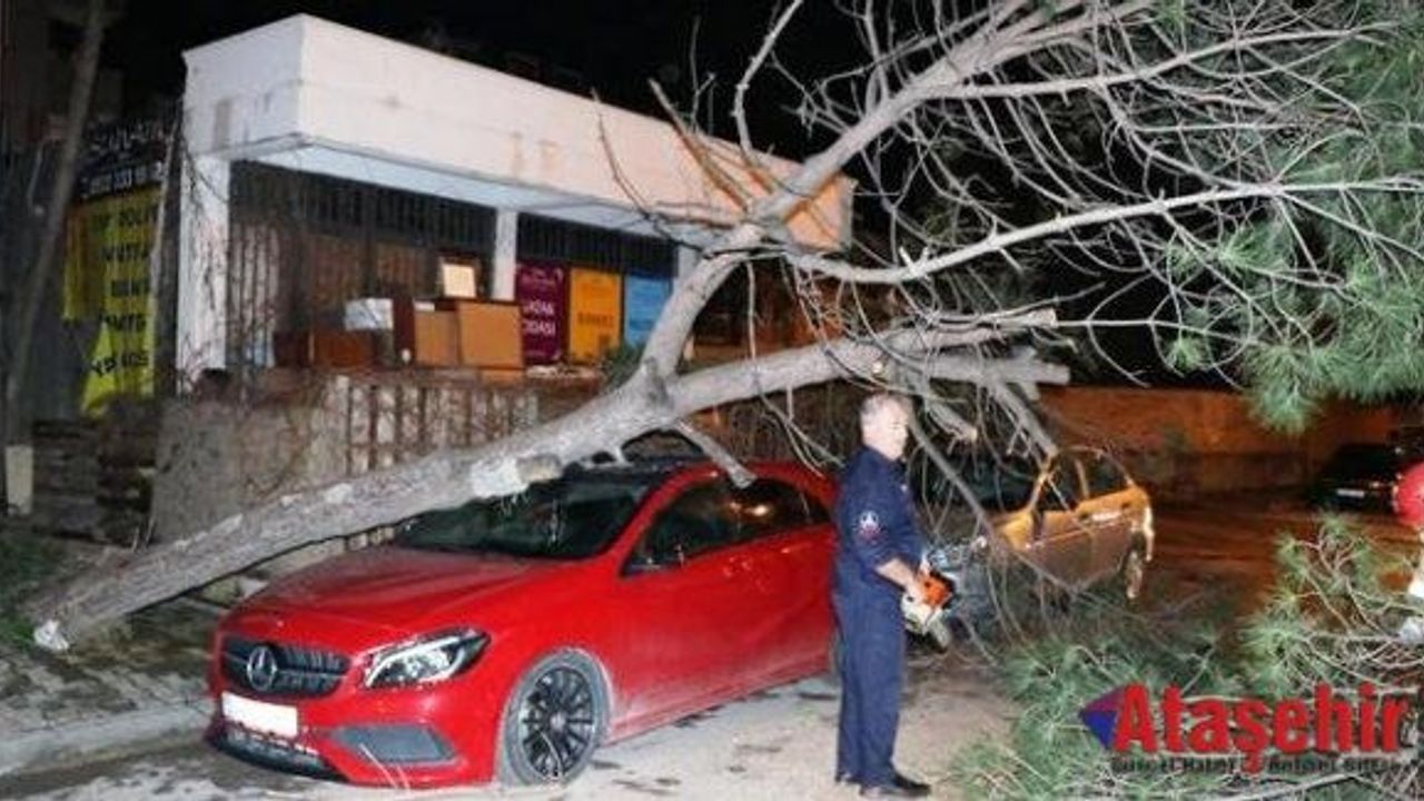 Ataşehir'de Ağaç lüks otomobilin üzerine devrildi