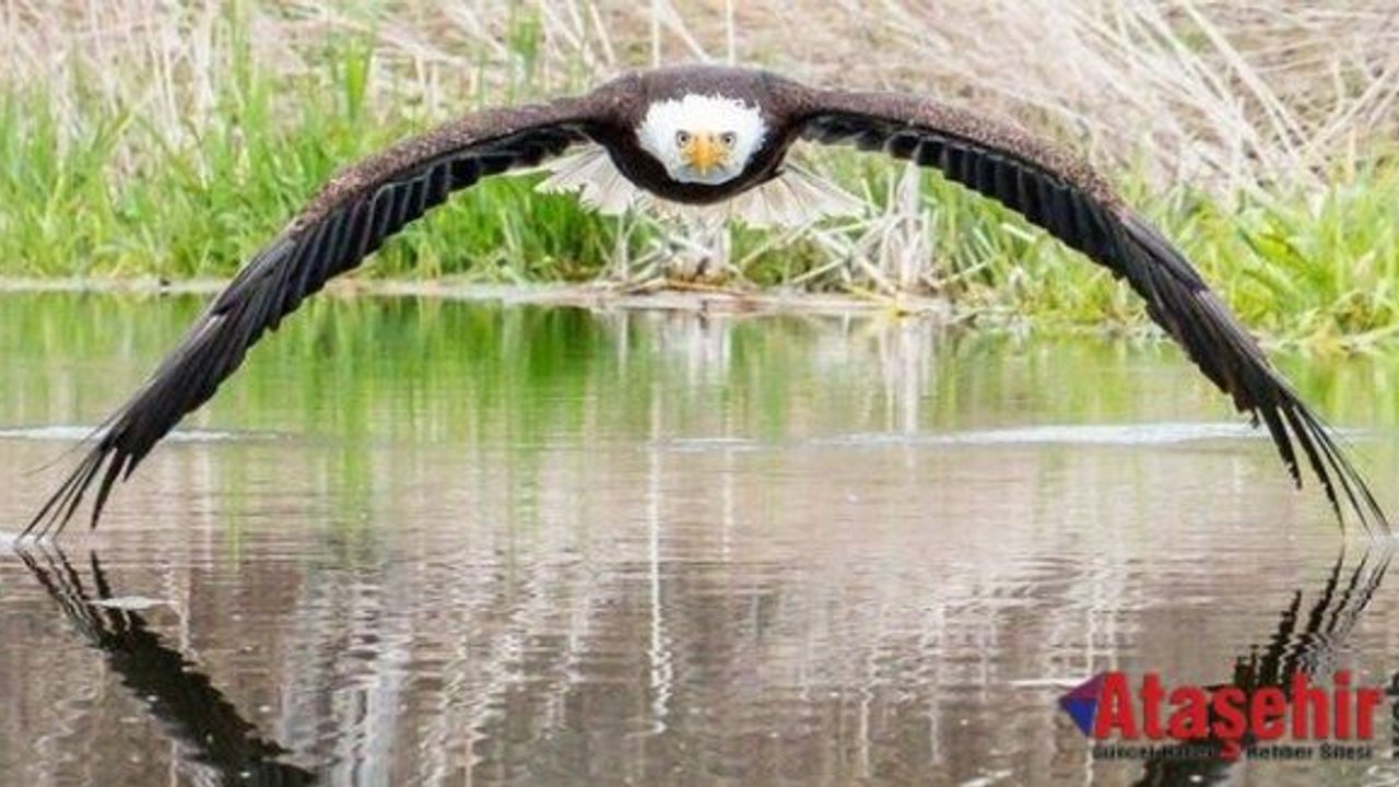 Amatör fotoğrafçının çektiği kartal internette viral oldu