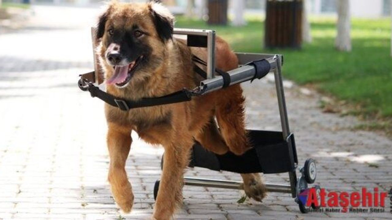 Engelli hayvanları hayata bağlayan Vestel’e İngiltere’den ödül geldi