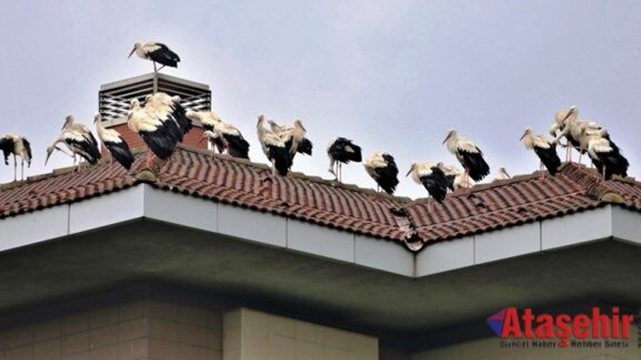 Göç Eden Leylekler Ümraniye’de Yağmur Molası Verdi