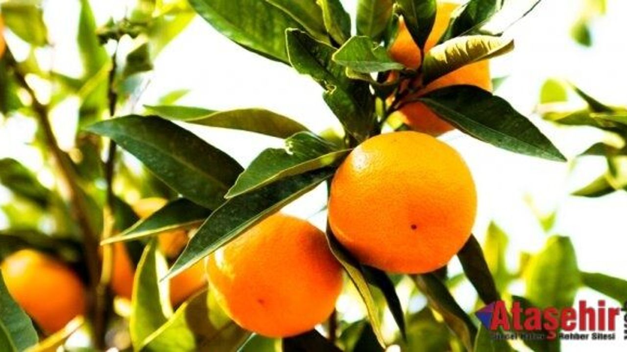 Satsuma mandalinanın ihracat yolculuğu 18 Ekim’de başlıyor
