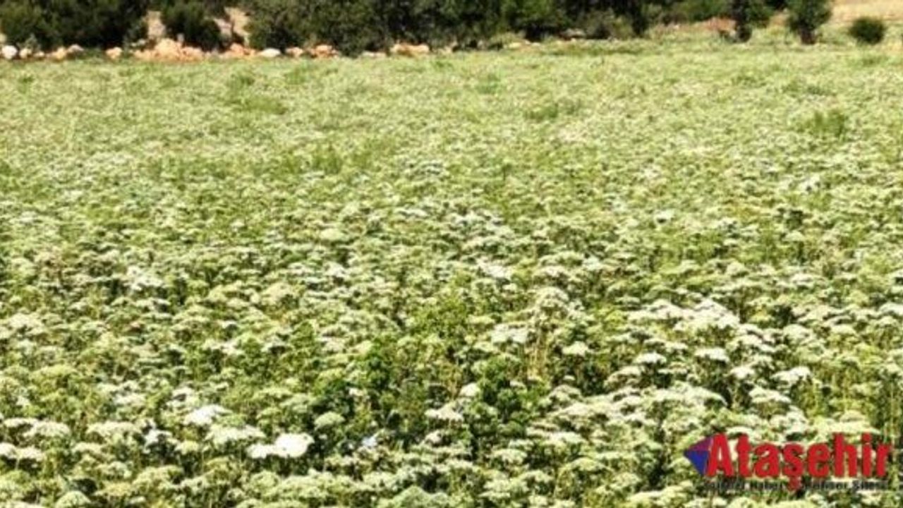 Türk kekiğini yabancı ota kurban etmeyelim