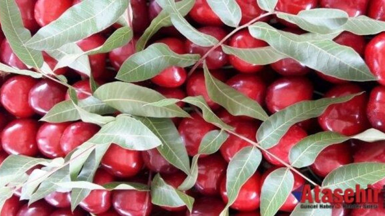 Kiraz ihracatı 200 milyon dolara gidiyor