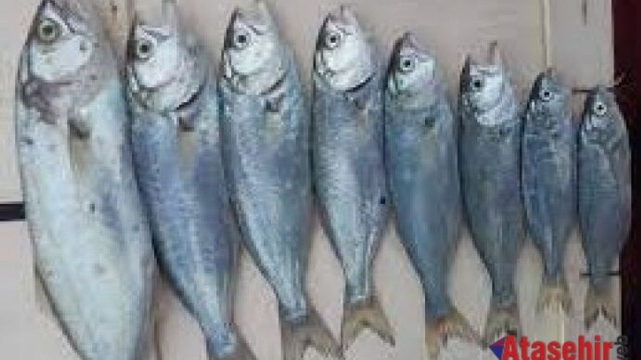 BİR BALIK BU KADAR MI GÜZEL ANLATILIR 