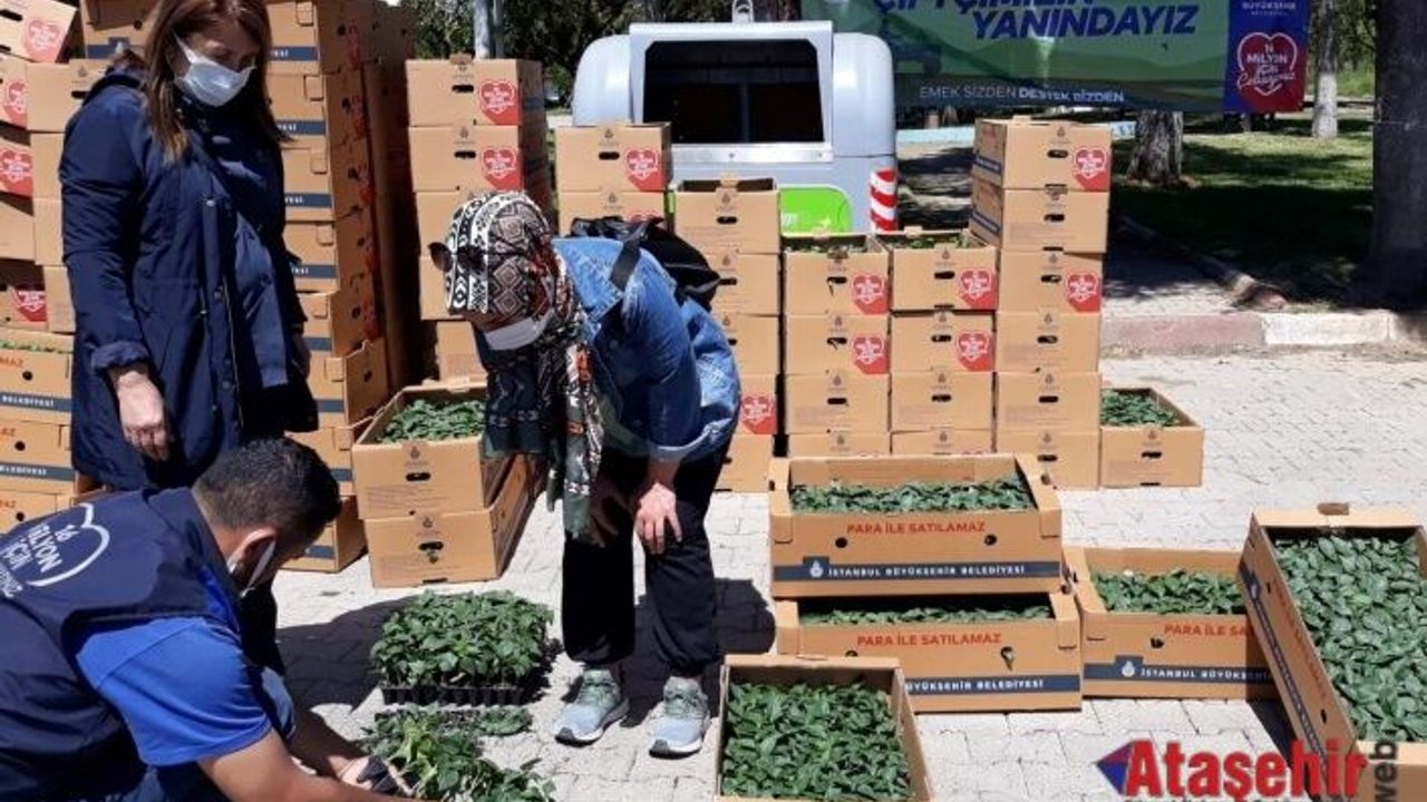 İBB Beykoz’da  82 çiftçiye  fide dağıtımına başladı