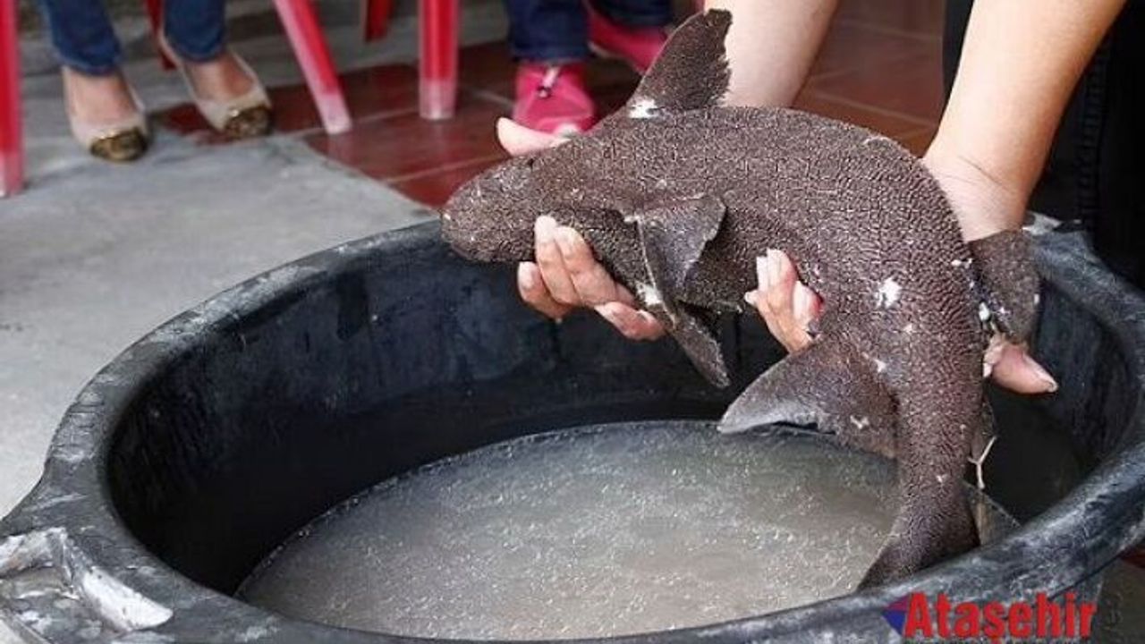 Nesli Tükendiği Sanılan 420 Milyon Yıllık Balık Türü Bulundu