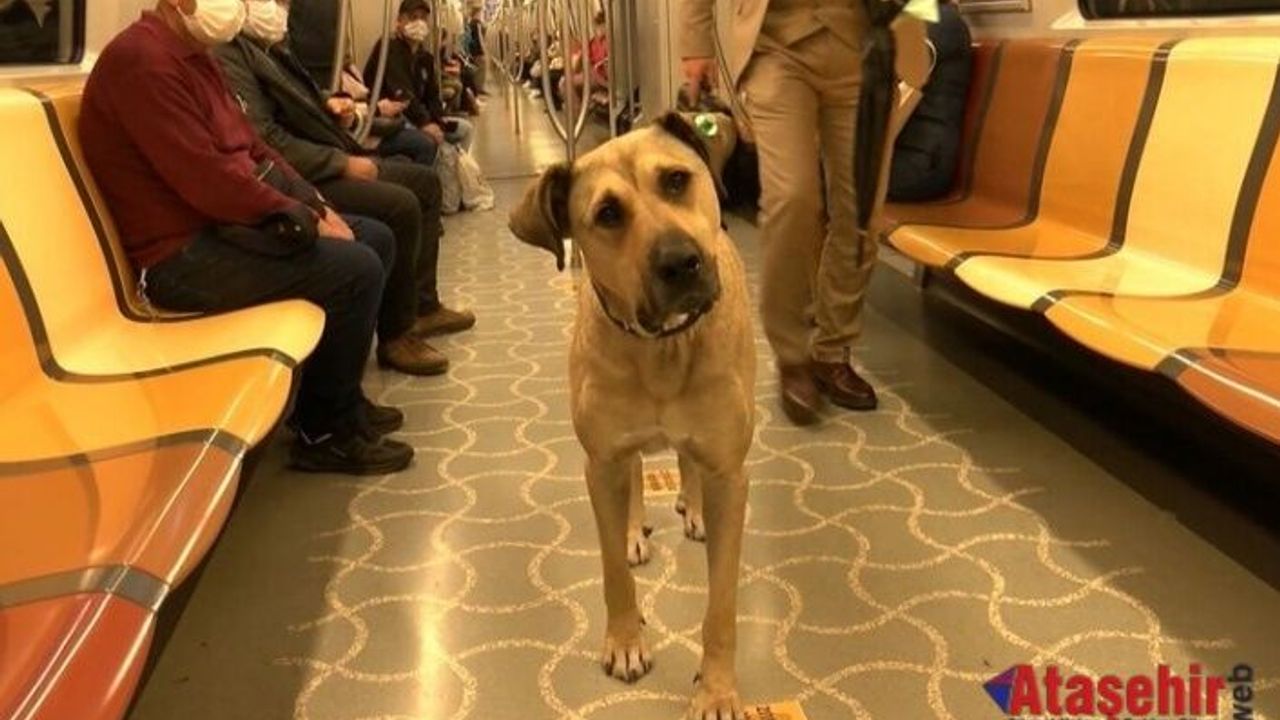 Boji bir günde 29 durak gezdi