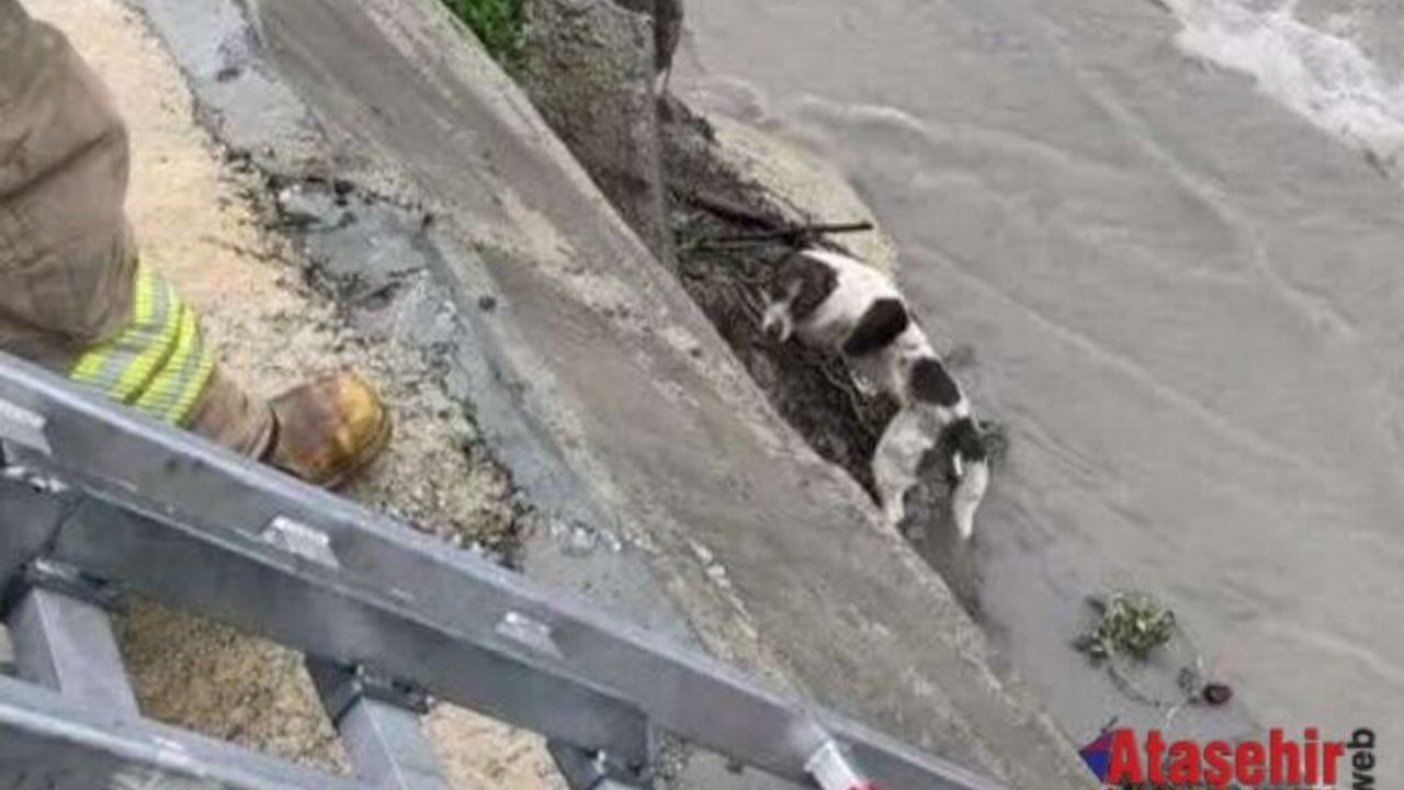 Ataşehir'de, Kurbağalıdere'ye düşen 6 köpek  kurtarıldı.