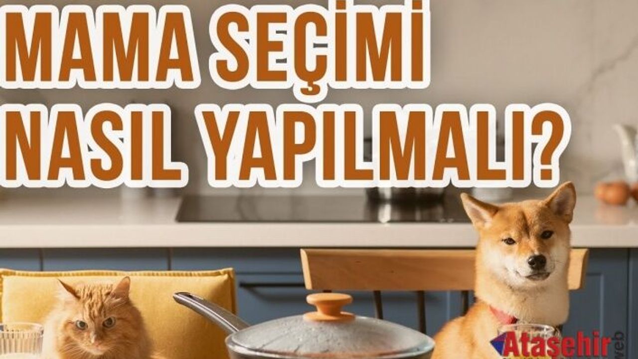 Evcil hayvanınız için doğru mamayı nasıl seçersiniz?