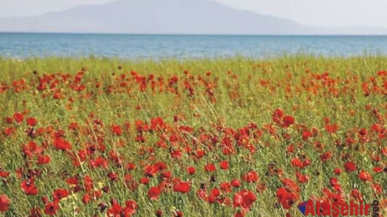 Van'da gelincik tarlalarını görüntüledi