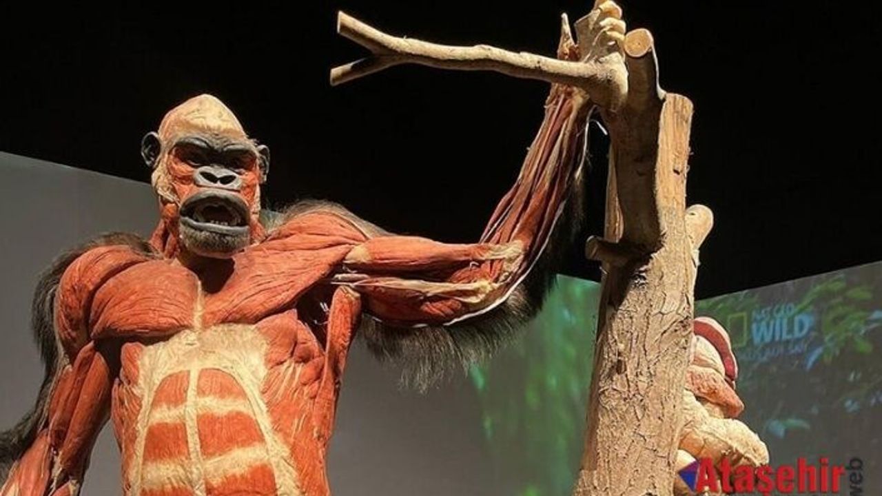 Ataşehir'de “Gerçek Hayvanların Anatomi Sergisi”nin süresi 31 Mart’a kadar uzatıldı.