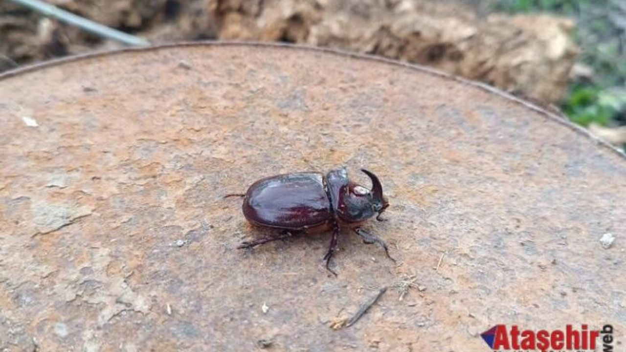 Dünyanın en güçlü böceği Hakkari’nin Yüksekova'da görüldü.