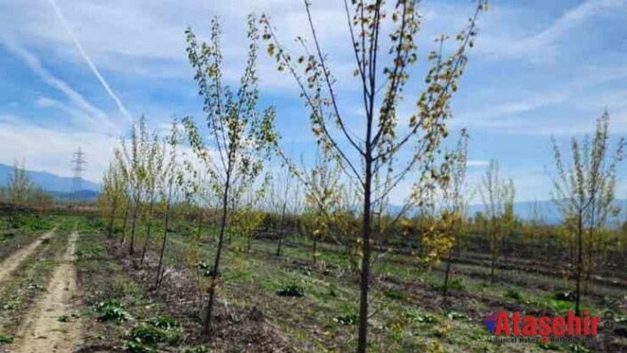 Erbaa’da Sonbaharla Dikilen Fidanlar İlkbaharla Yeşerdi