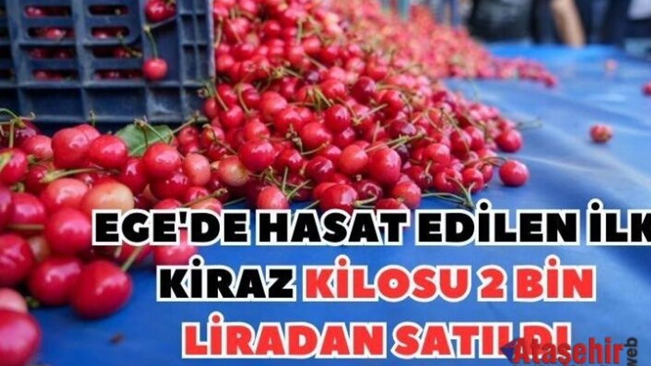 İlk hasat edilen kiraz kilosu 2 bin liradan satıldı