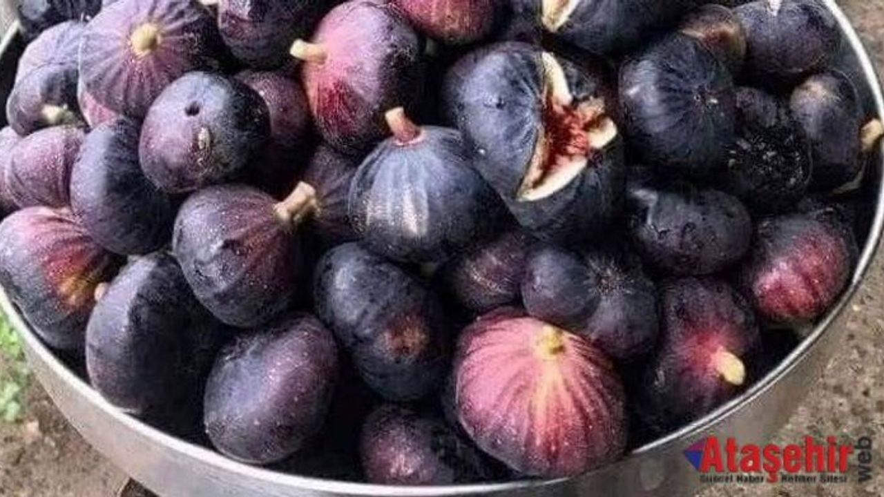 İNCİR MEYVE DEĞİLDİR, BİLİYOR MUSUN? 