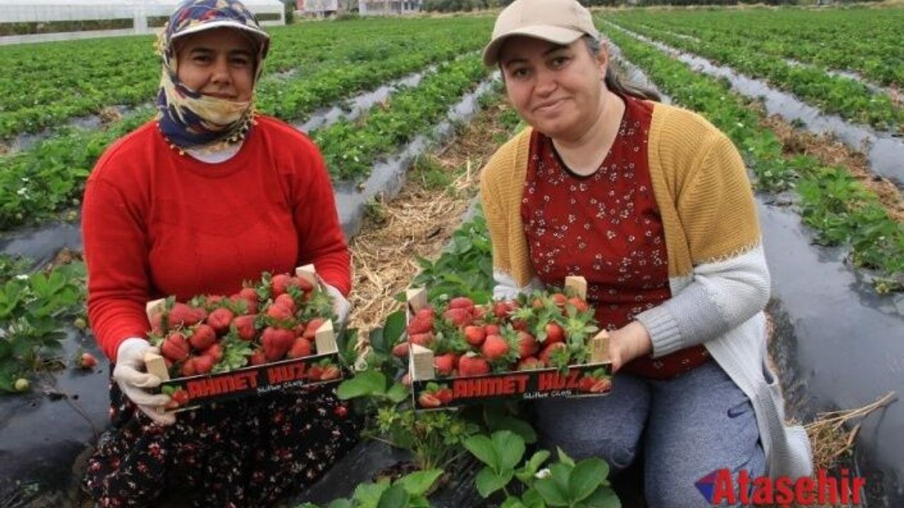 Kilosu 50 TL'ye kadar düştü: