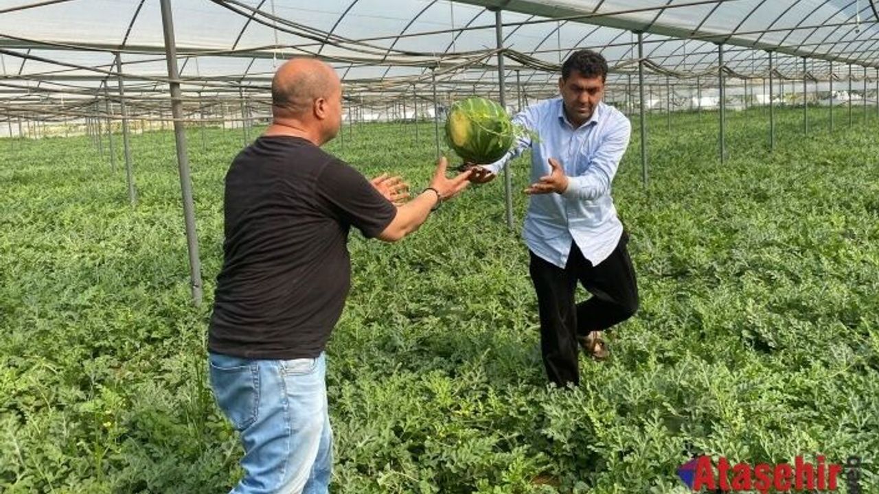 Serik'te sıcak hava karpuz hasatını öne çekti