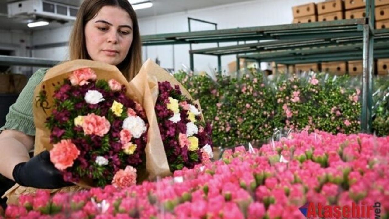 Anneler Günü için Türkiye'den Avrupa'ya 70 milyon dal çiçek ihracatı