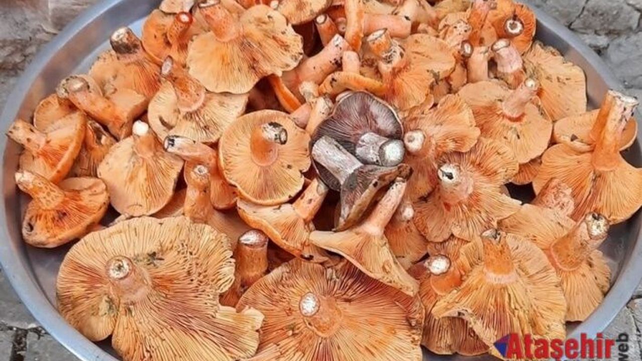 KANLICA MANTARI İLE İLGİLİ GENİŞ BİLGİ