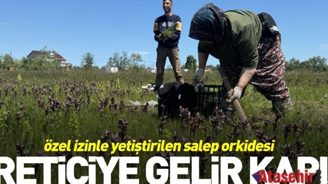 Salep orkidesi üreticisine gelir kapısı oldu