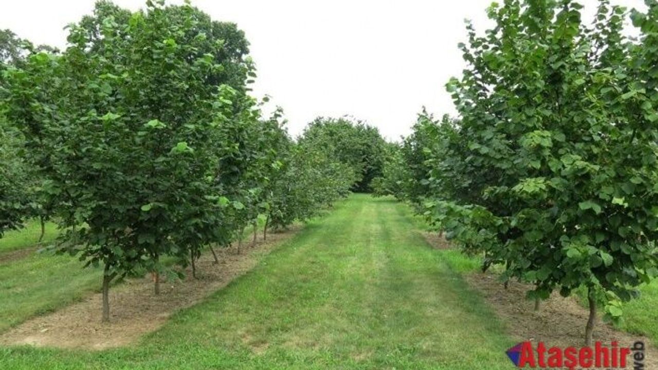 Türkiye’de en çok bulunan meyve ağacı